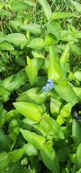 Asiatic dayflower