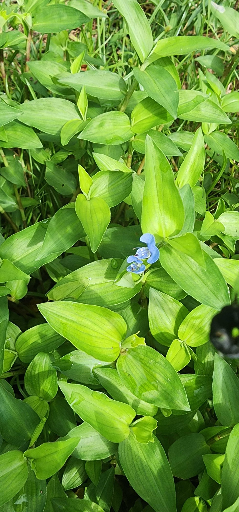 Asiatic dayflower