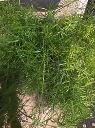 Asparagus Fern
