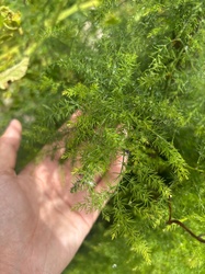 Asparagus Fern
