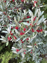 Autumn Olive