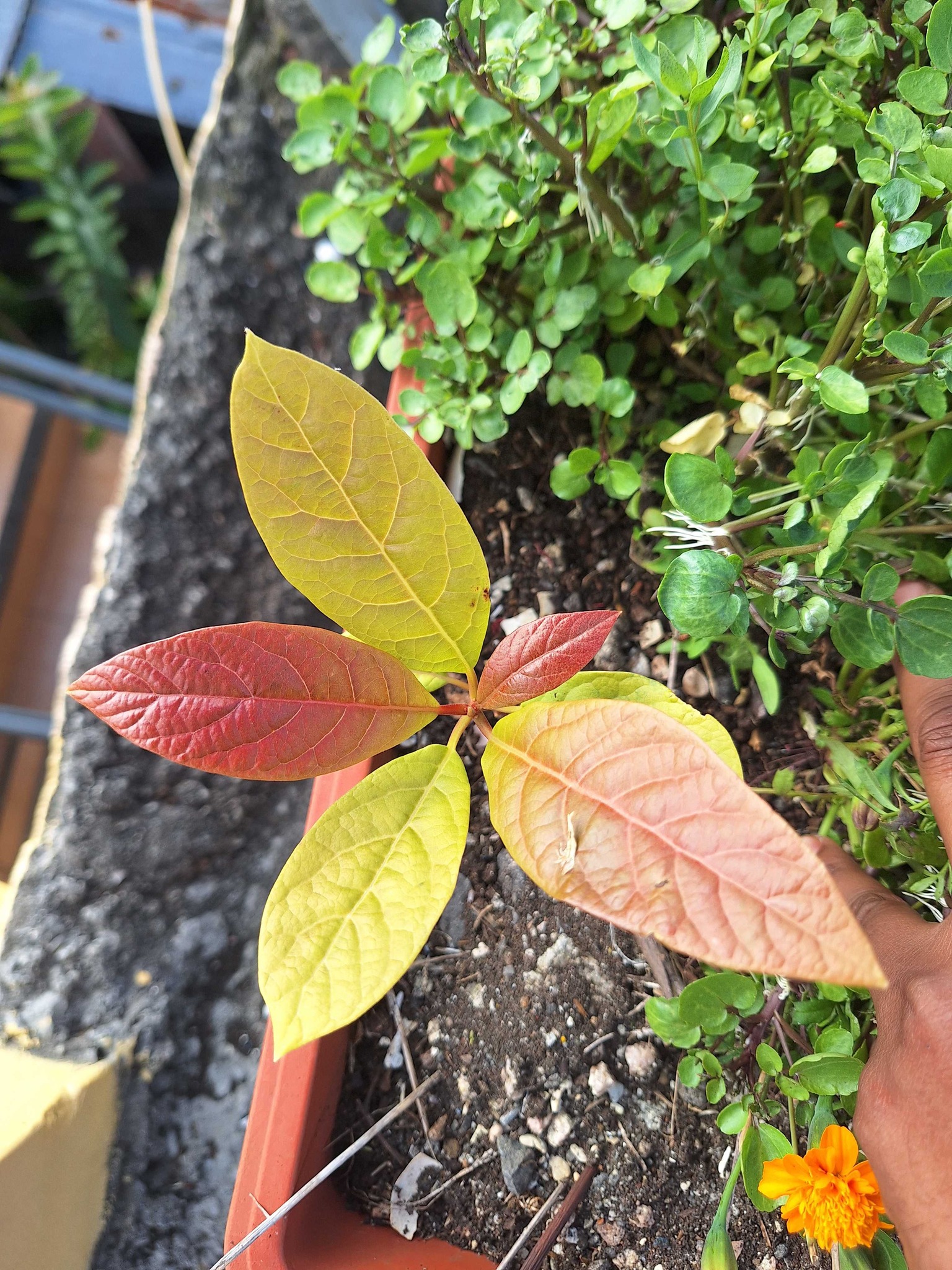 Avocado seedling