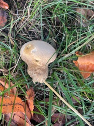 Common Puffball