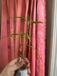 Lucky Bamboo