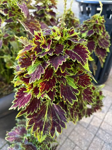 Coleus