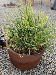 Firestick Plant