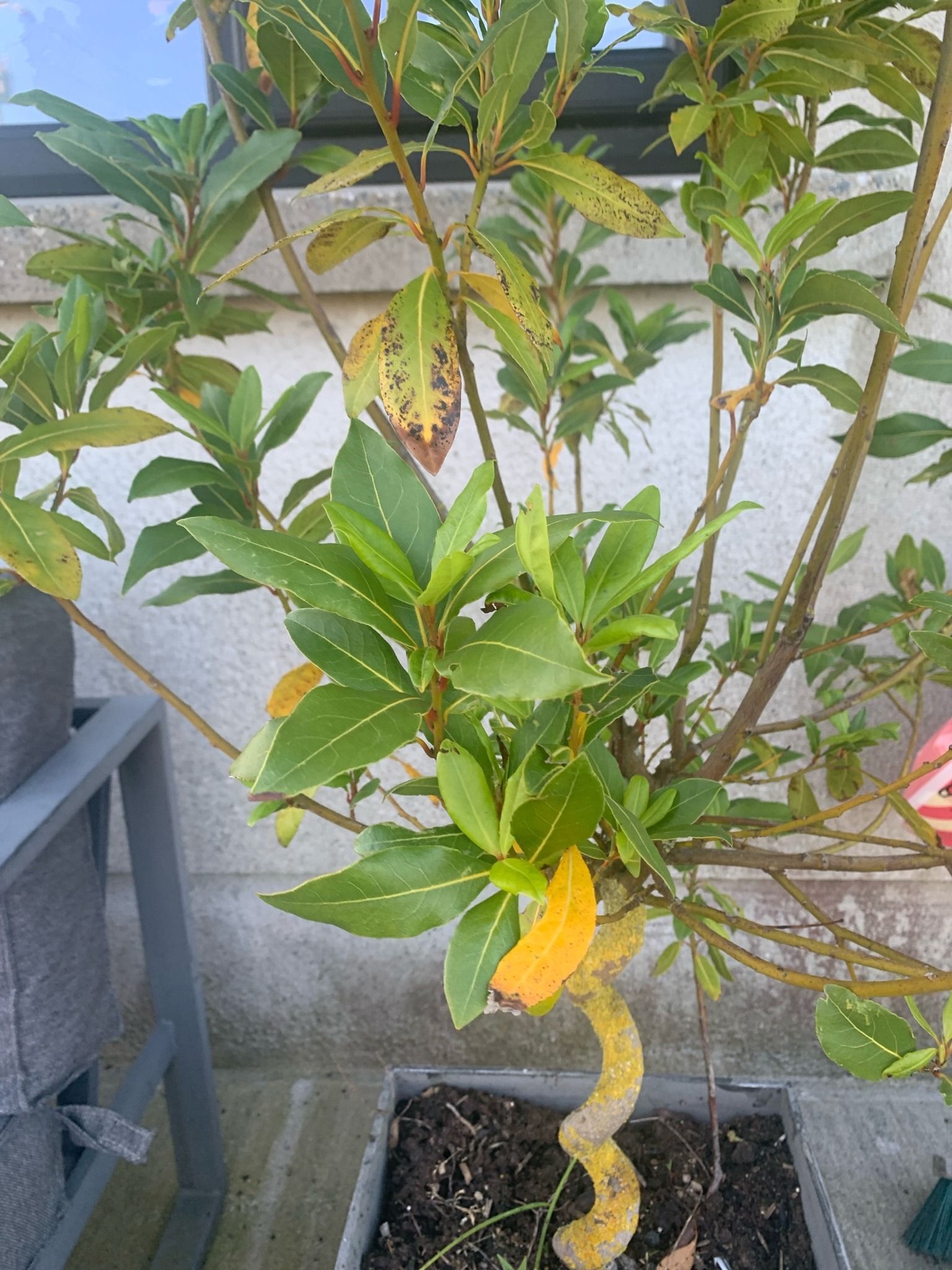 Bay Laurel