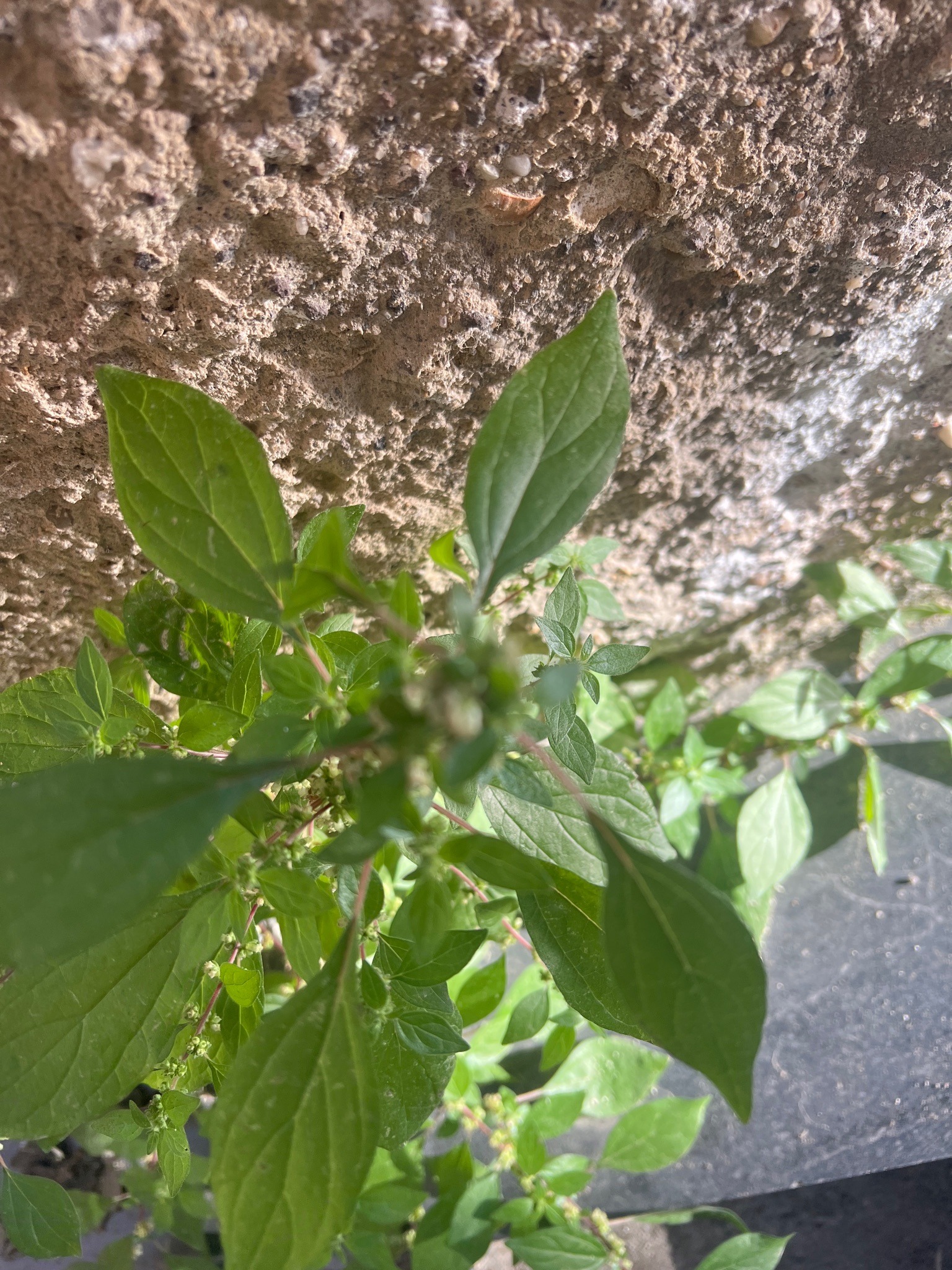 Pellitory-of-the-wall