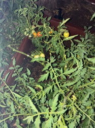 Tomato