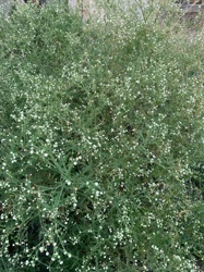 Parthenium Hysterophorus