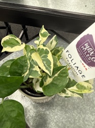 Pothos 'N'Joy'