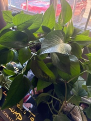 Pothos (or Devil's Ivy)