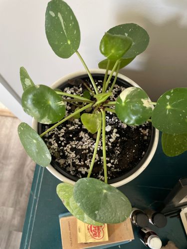 Pilea Peperomioides (Variegated 'White Splash' or 'Mojito')