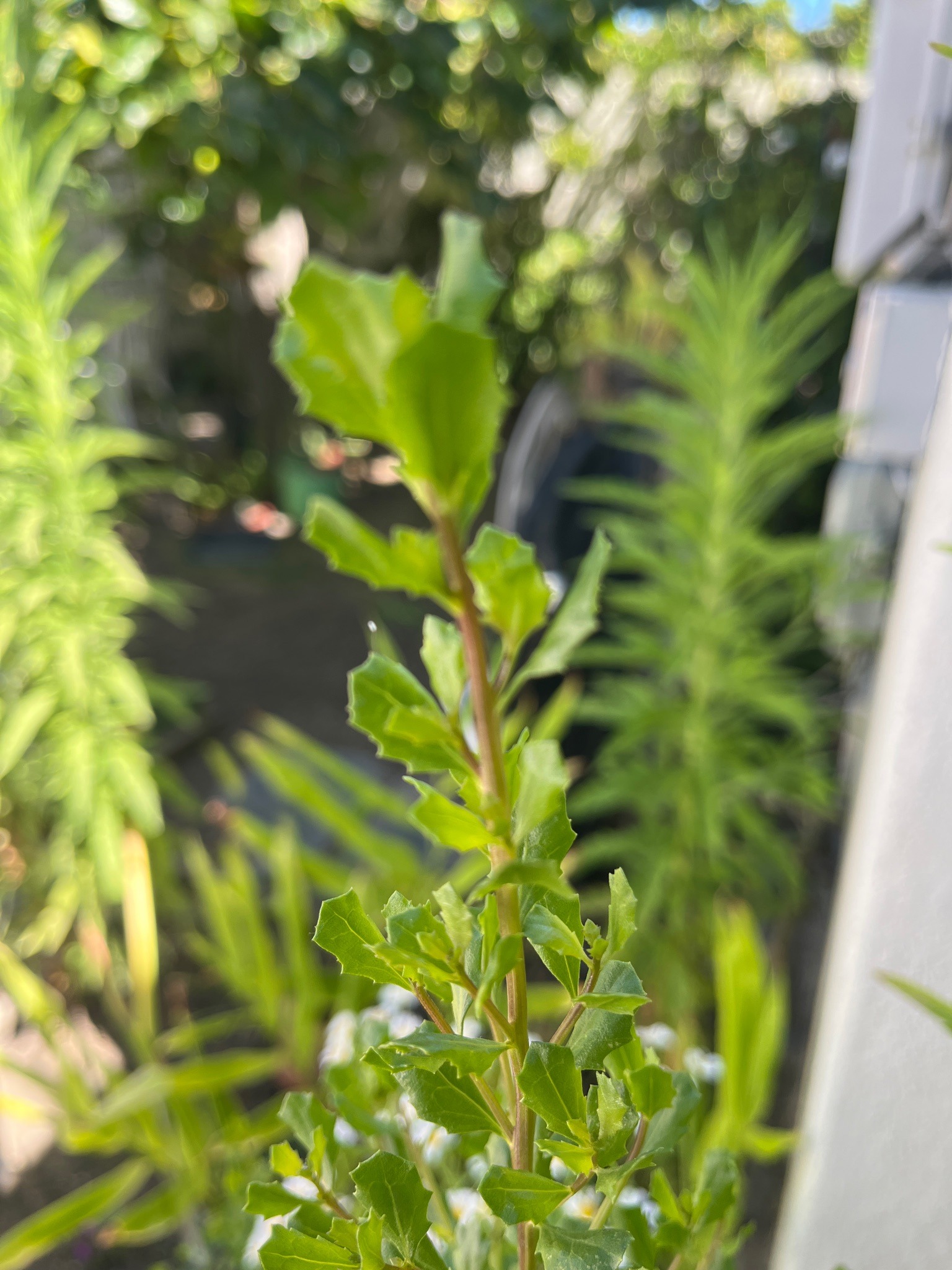 Baccharis sarothroides