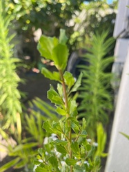 Baccharis sarothroides