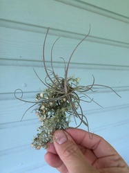 Ball Moss