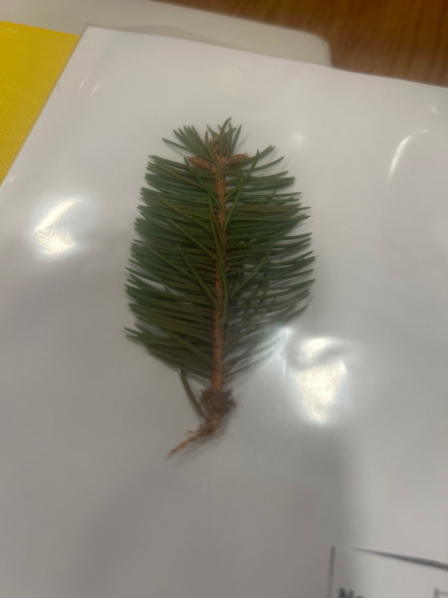Balsam Fir