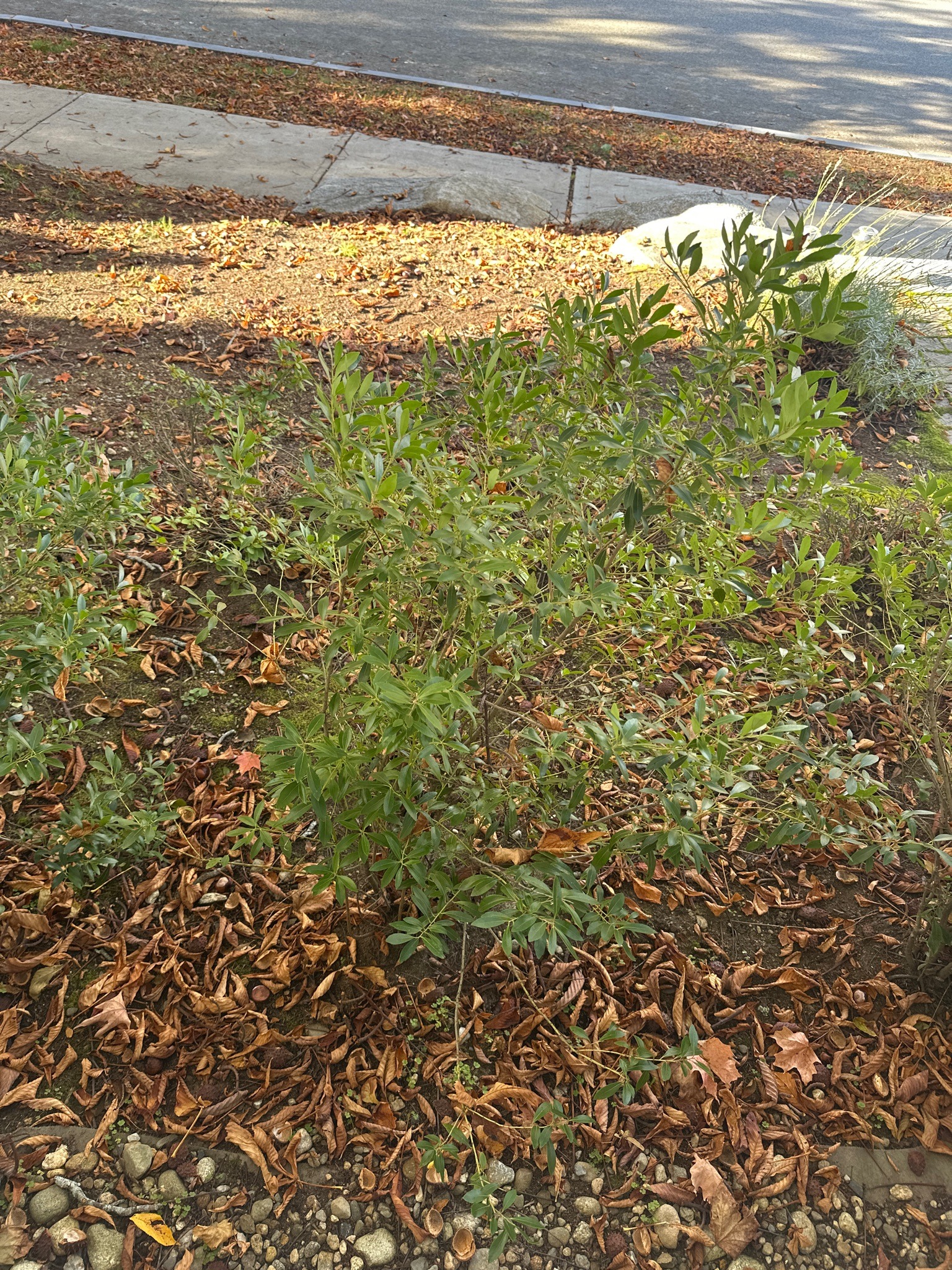 Bay Laurel