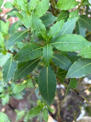 Bay Laurel
