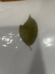 Bay Laurel