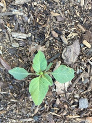 Unidentified Broadleaf Weed (Possibly Amaranth species)