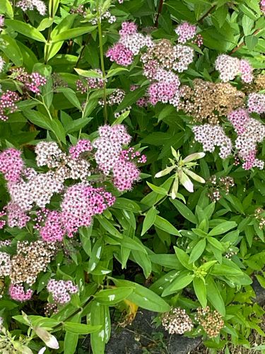 Spiraea (likely a Japanese Spiraea cultivar, such as 'Little Princess' or a similar variety)
