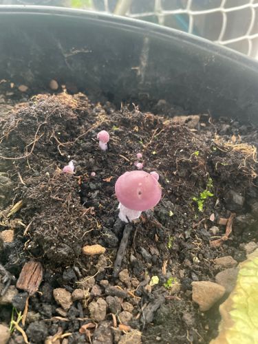 Pink Mycena Mushroom