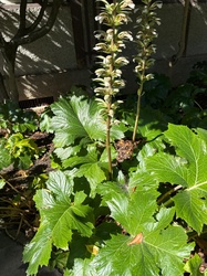 Bear's Breech