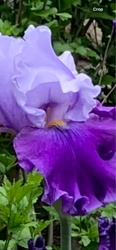 Bearded Iris