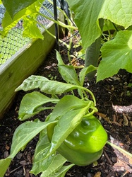 Bell Pepper