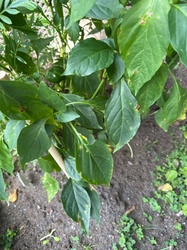 Bell Pepper