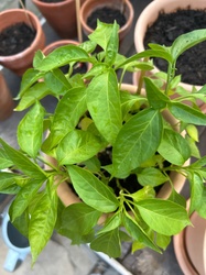 Bell Pepper