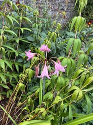 Belladonna Lily
