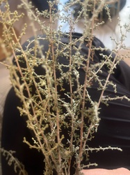 Big Sagebrush