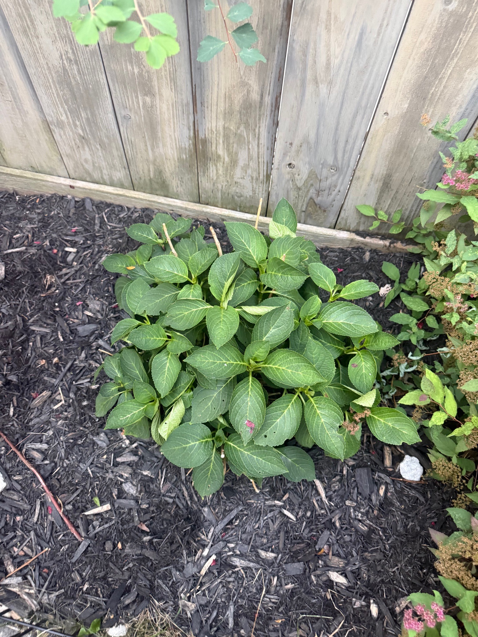 Bigleaf Hydrangea