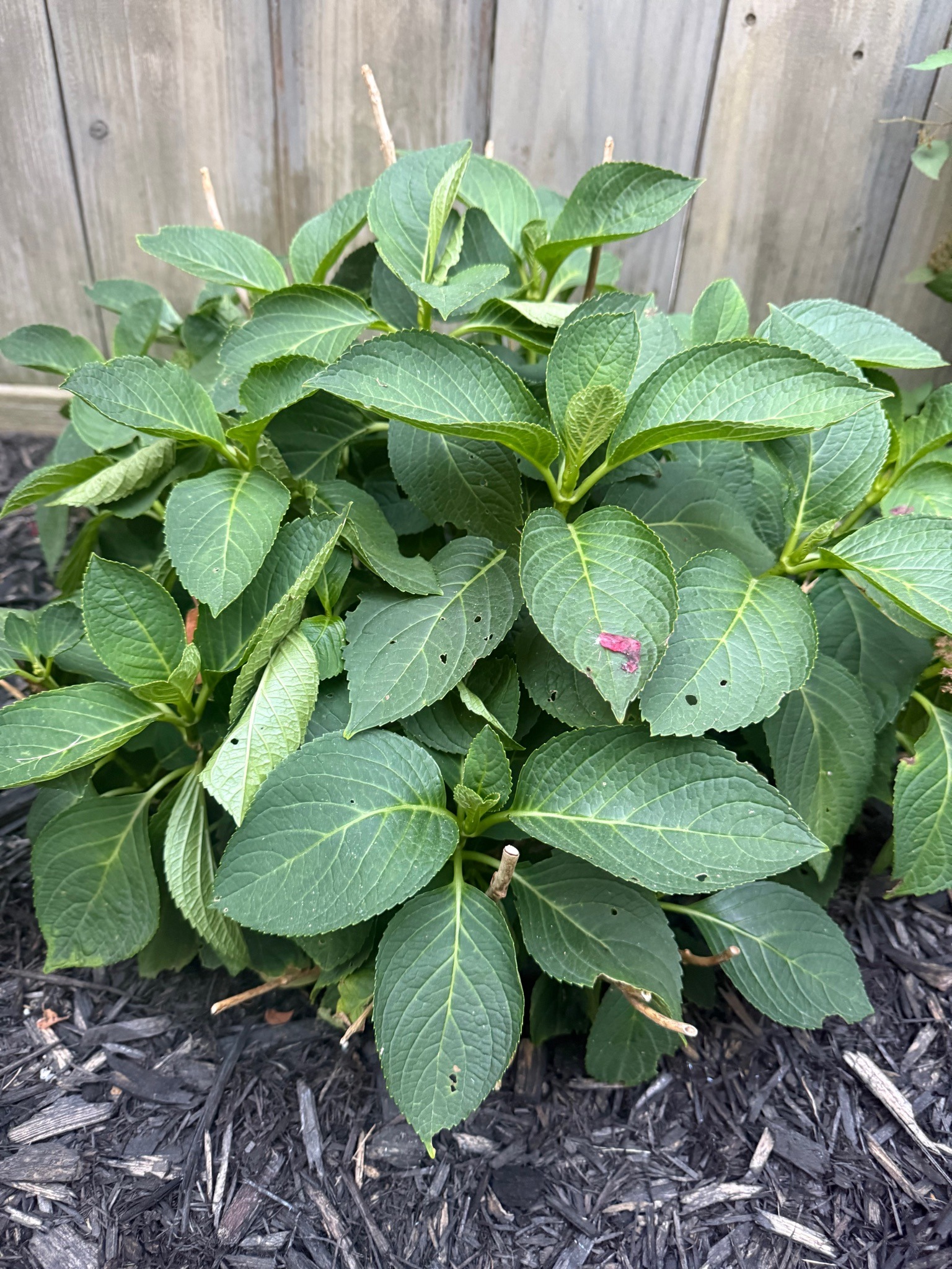 Bigleaf Hydrangea