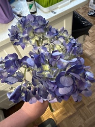 Bigleaf Hydrangea