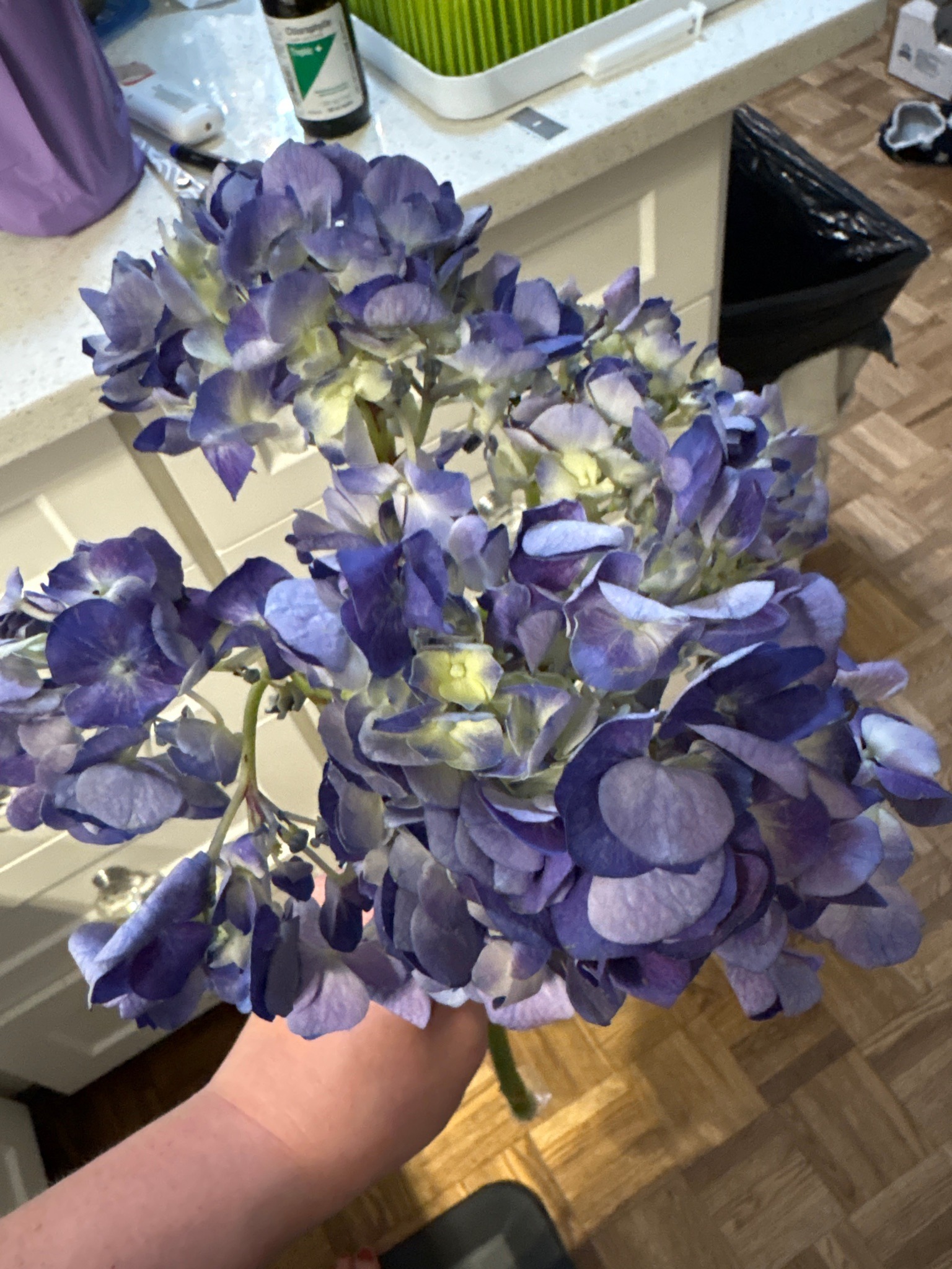Bigleaf Hydrangea