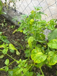 Bird's Eye Chili