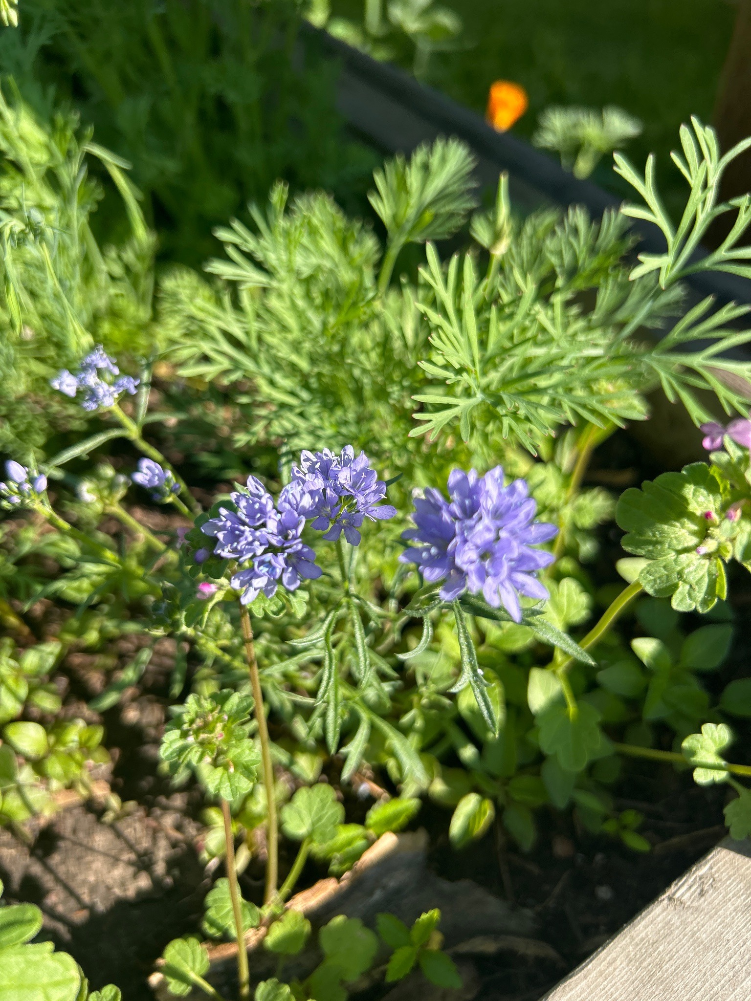 Bird's-eye Gilia