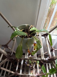 Bird's Nest Fern
