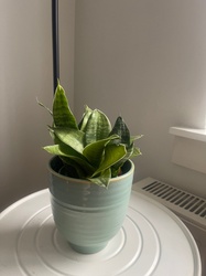 Bird's Nest Sansevieria