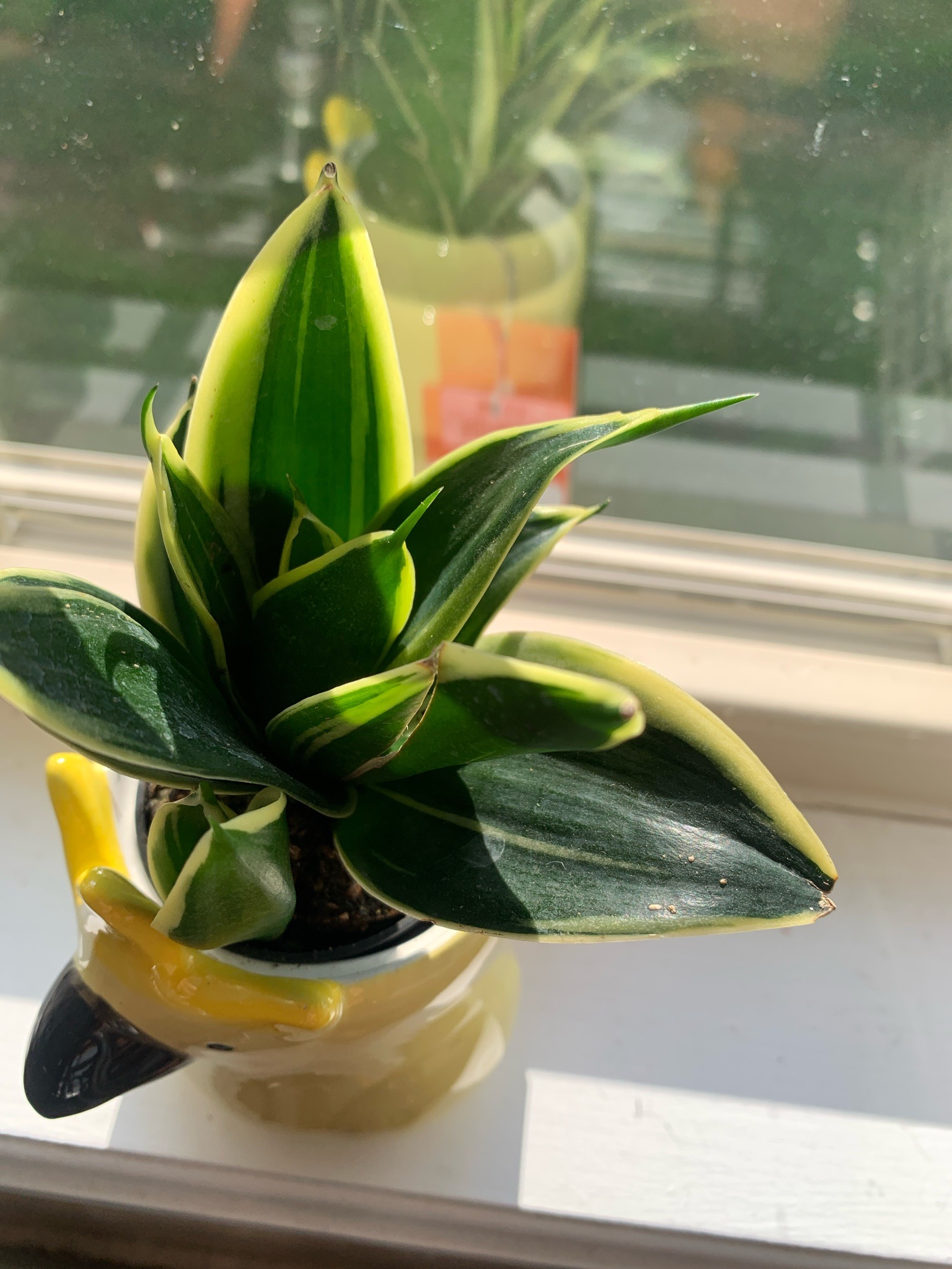 Bird's Nest Snake Plant 'Hahnii Variegated'