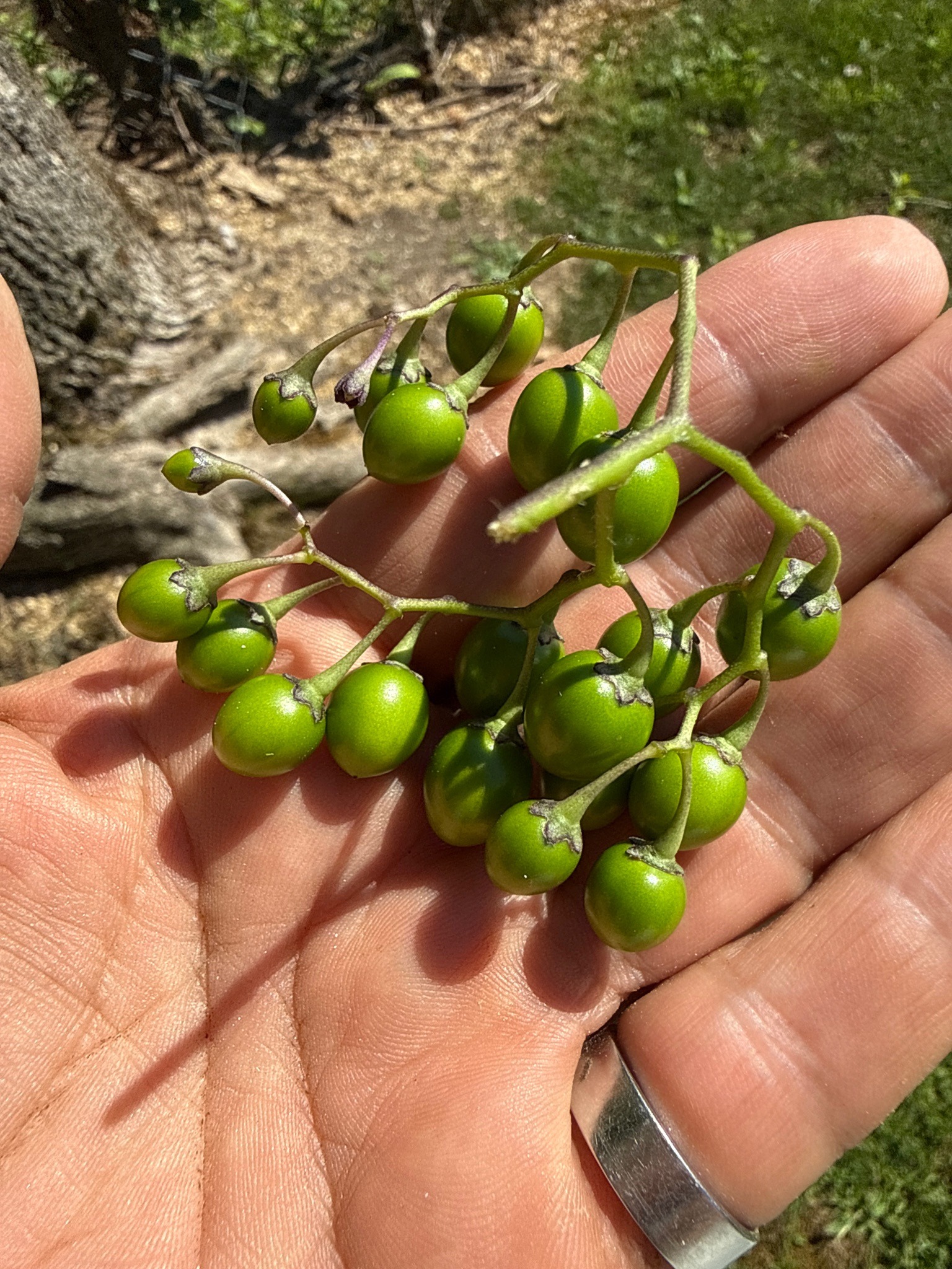 Bittersweet Nightshade