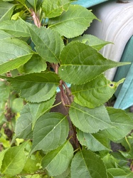 Bittersweet Nightshade