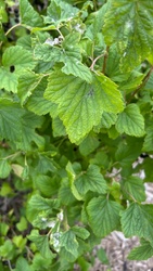 Black Currant