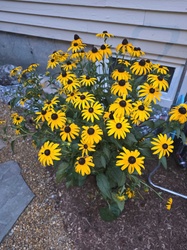 Black-eyed Susan