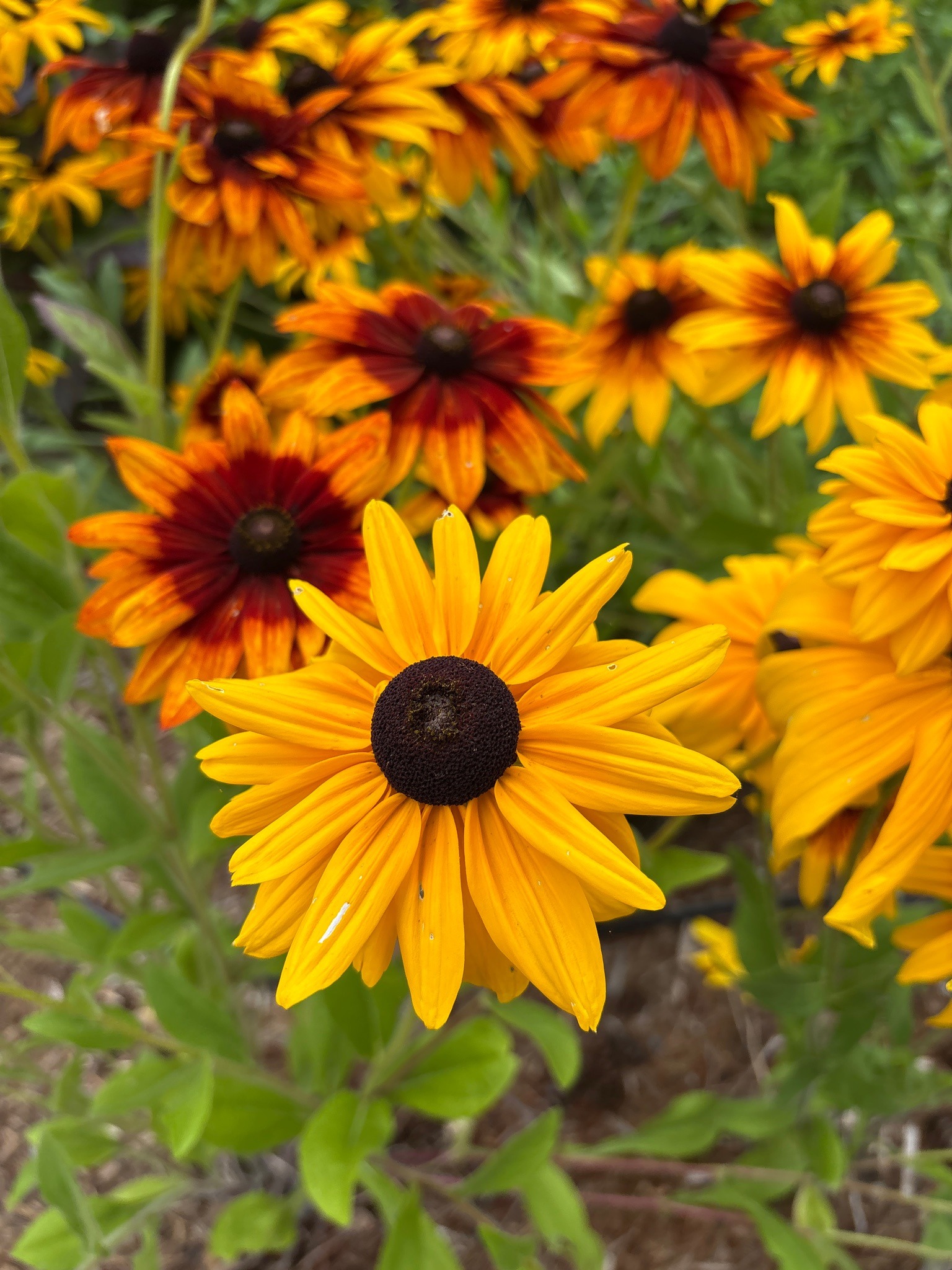 Black-Eyed Susan
