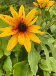 Black-eyed Susan
