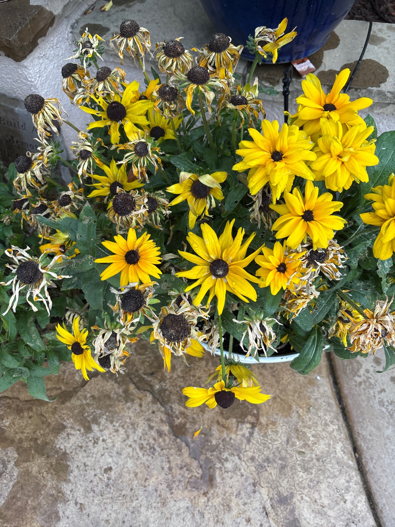 Black-eyed Susan